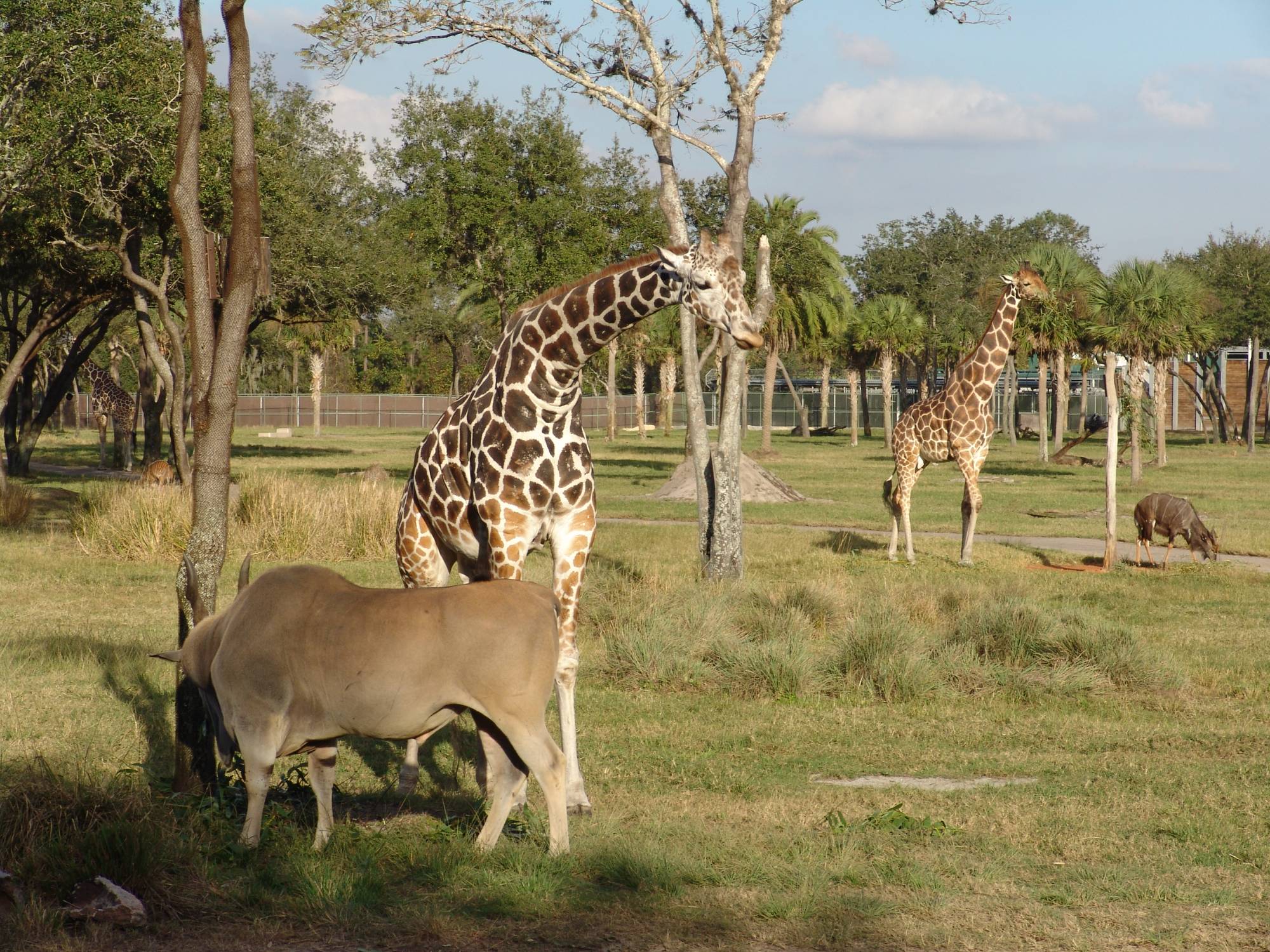 Animal Kingdom Lodge - giraffes on the savannah