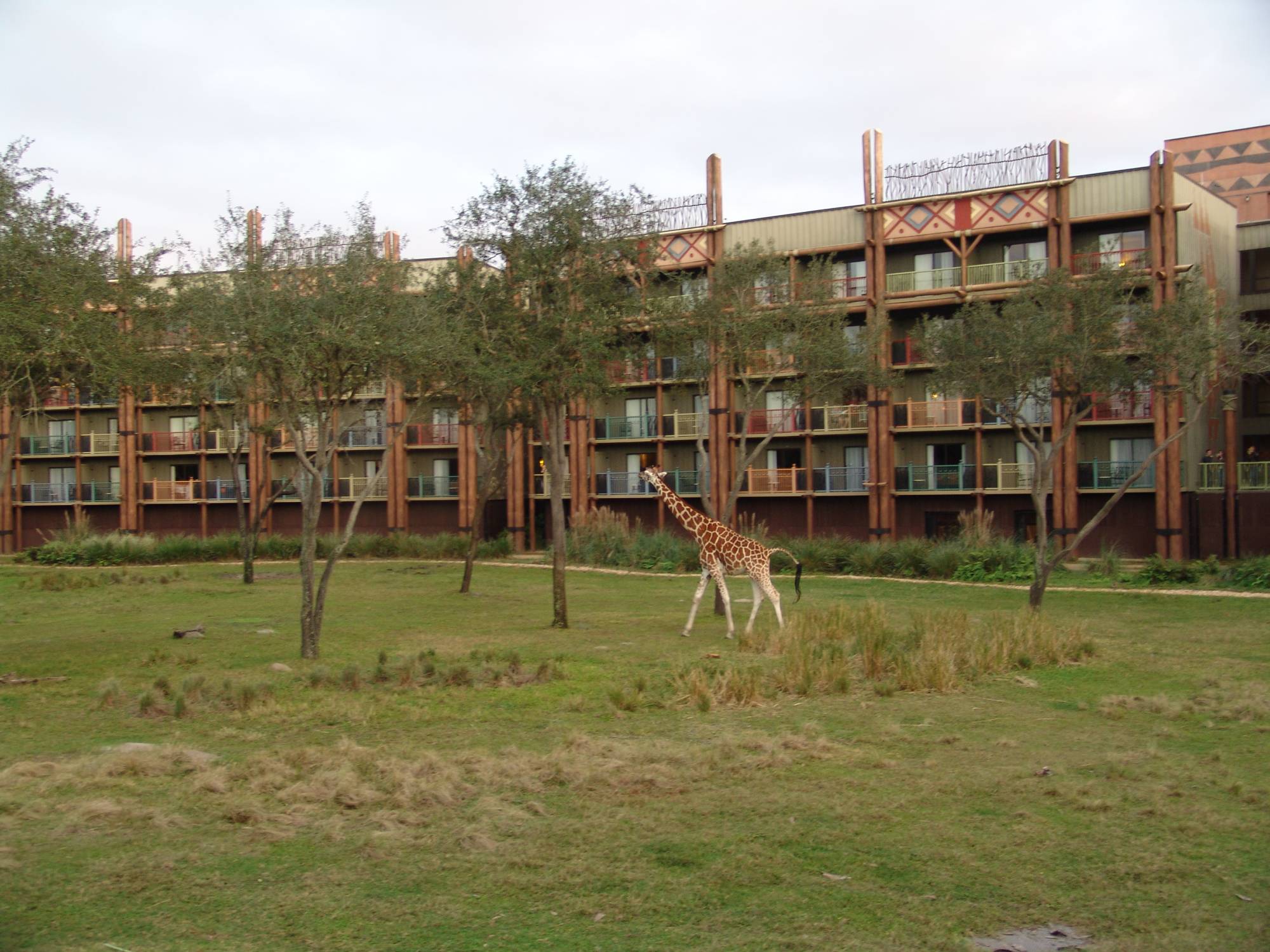 Animal Kingdom Lodge - giraffe on savannah