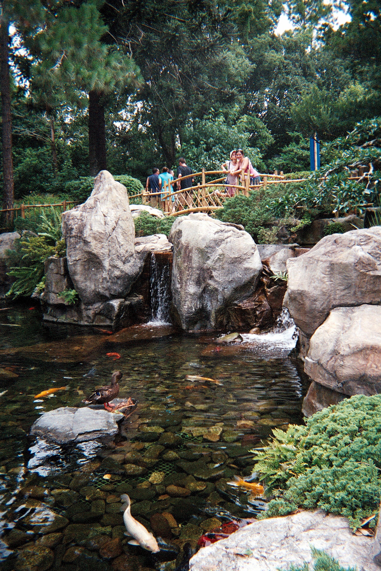 Koi Pond