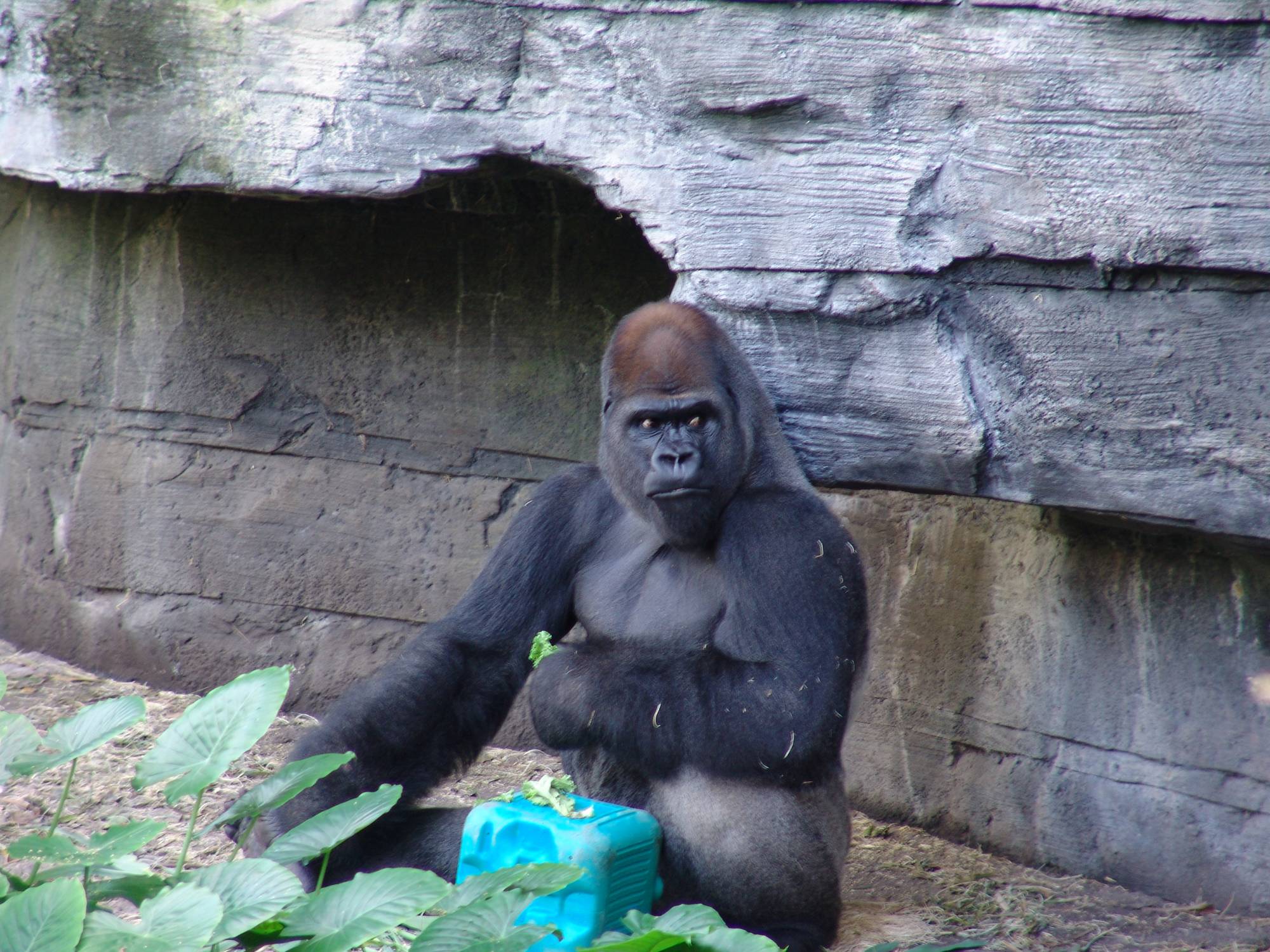 Disney's Animal Kingdom - gorilla on Pangani Forest Trail