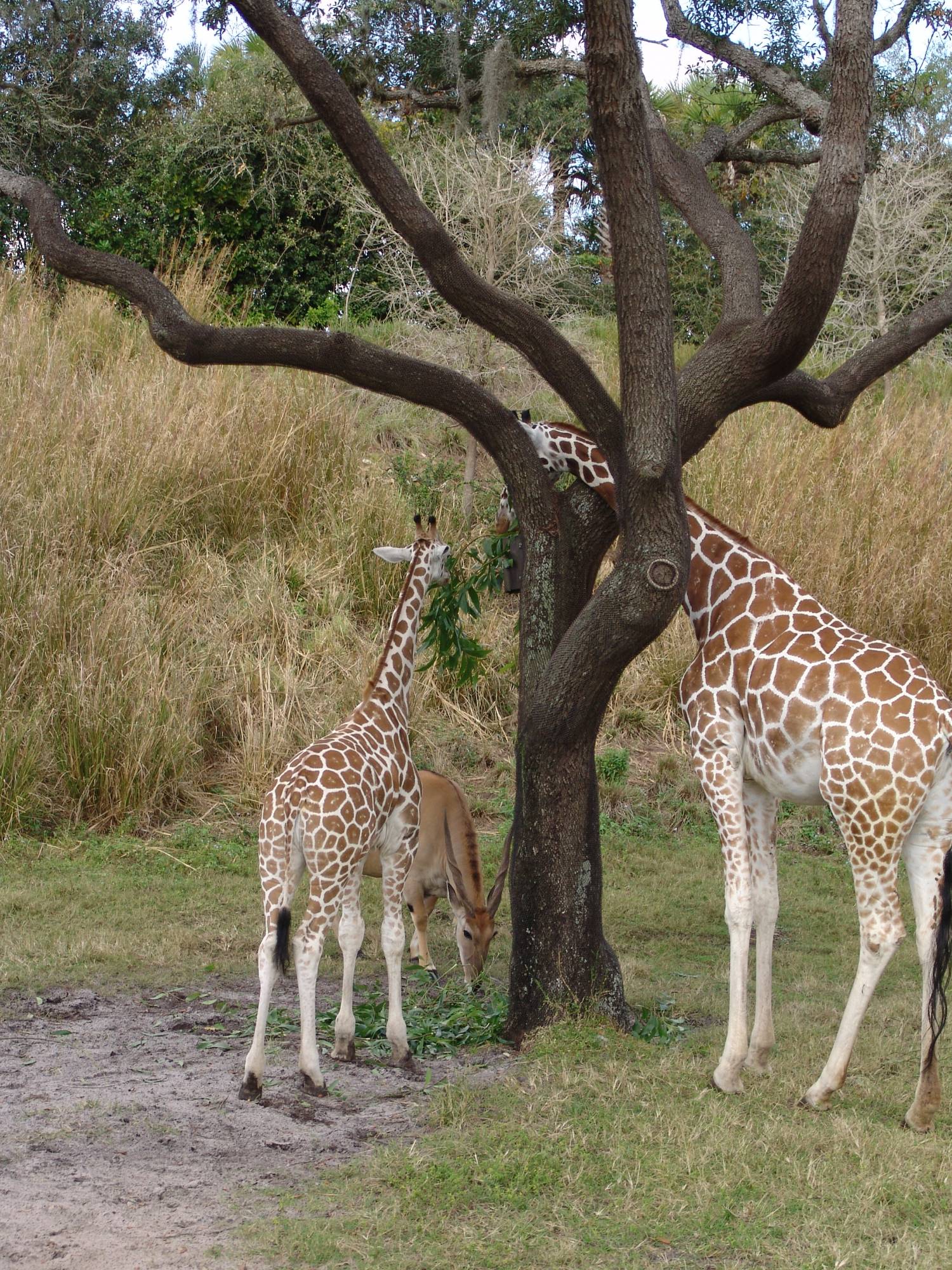 Disney's Animal Kingdom - Kilimanjaro Safaris