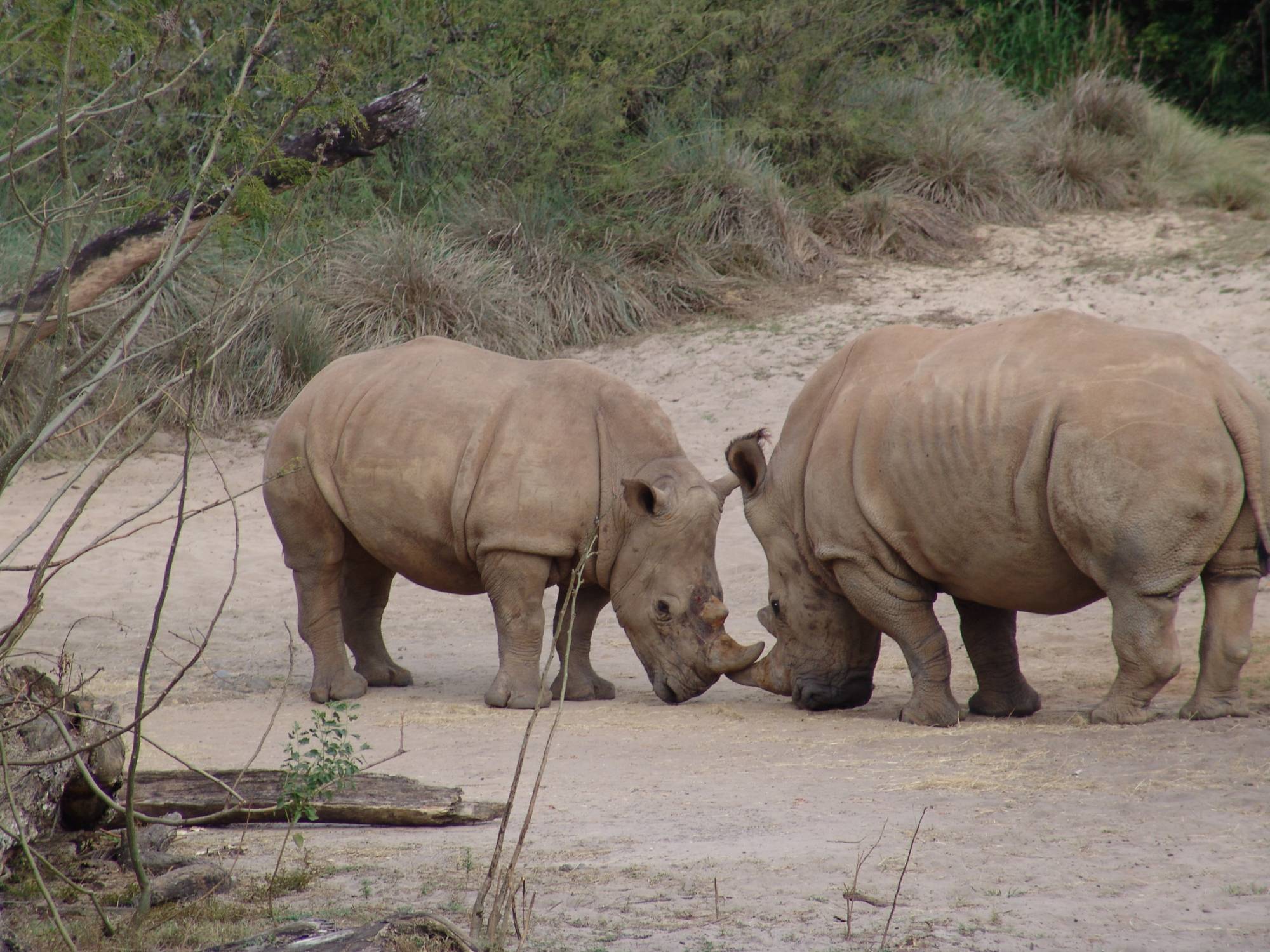 Disney's Animal Kingdom - Kilimanjaro Safaris