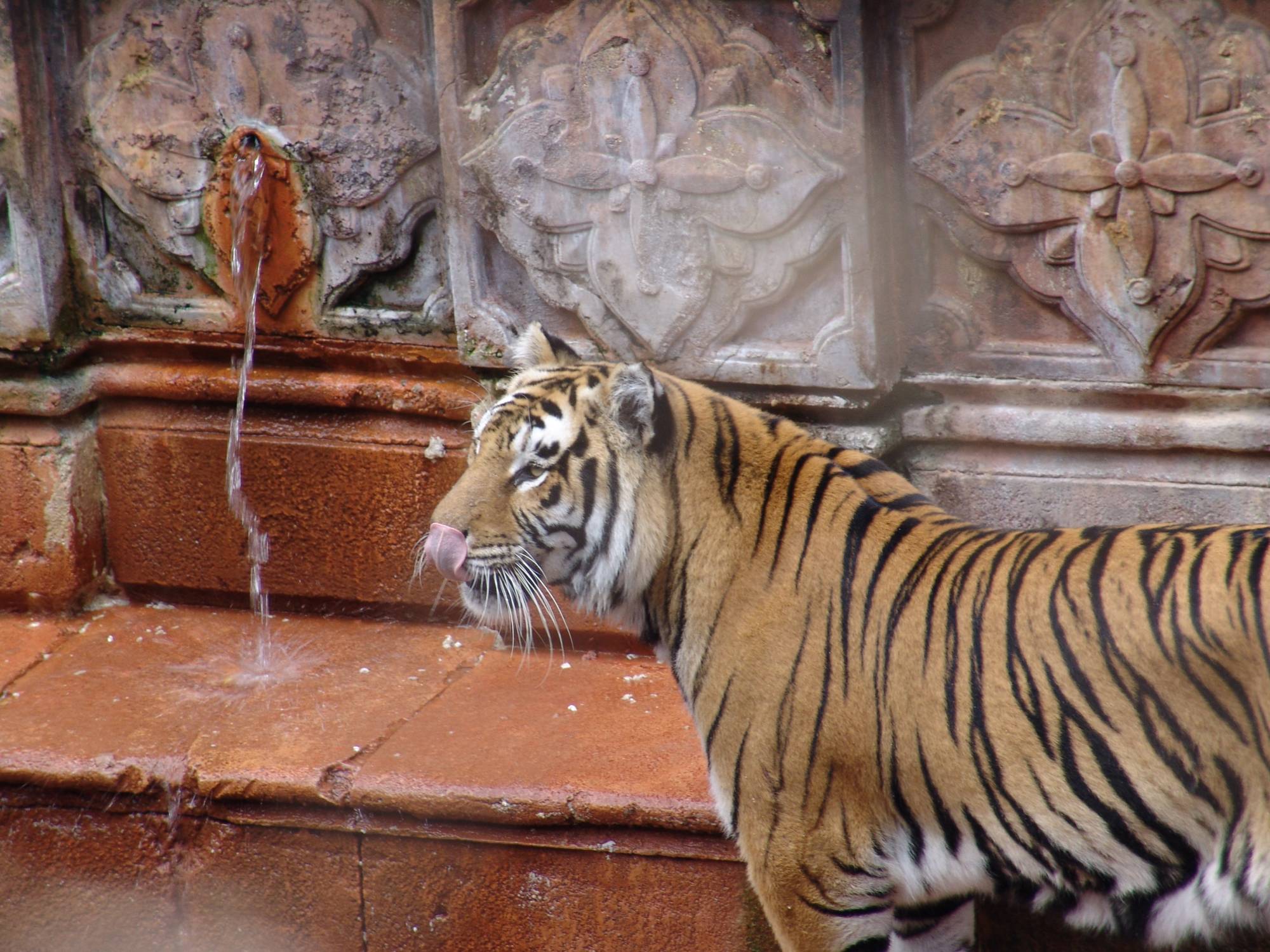 Disney's Animal Kingdom - Maharajah Jungle Trek