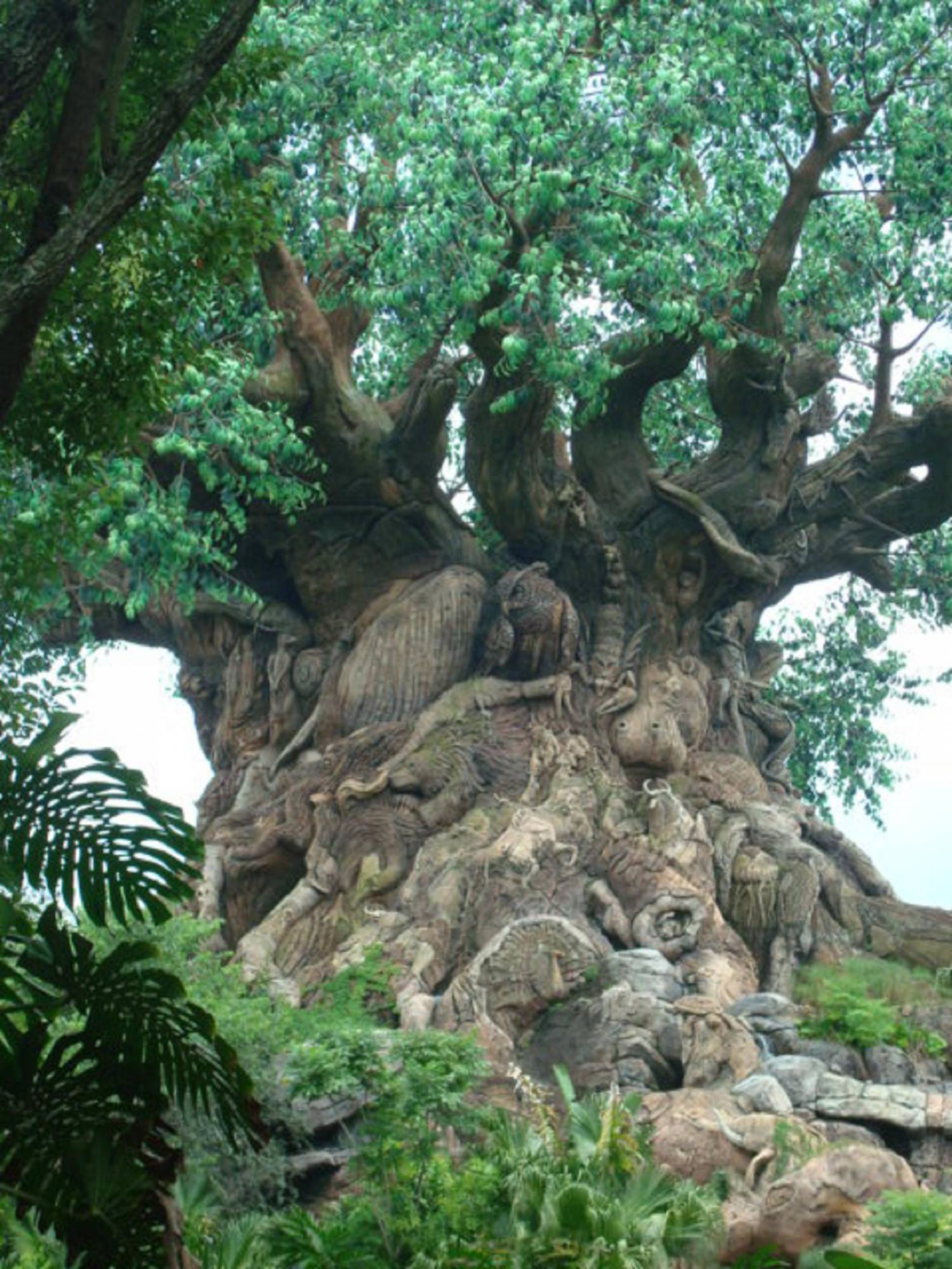 Tree of Life in Oasis