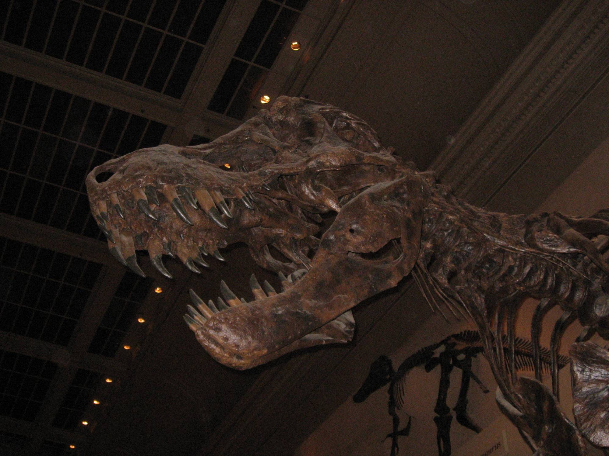 Washington D.C. - Museum of Natural History