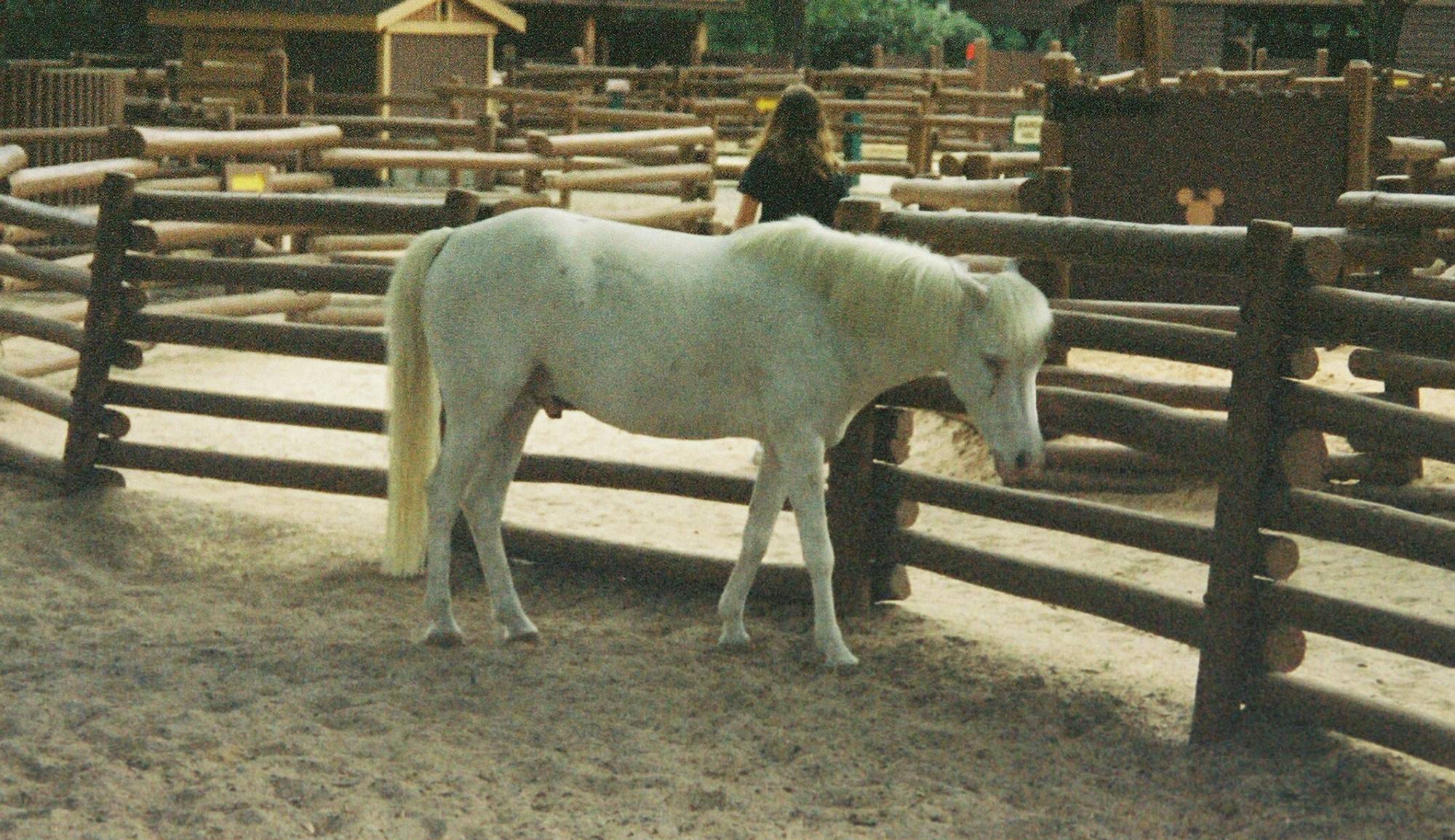 Fort Wilderness - petting zoo