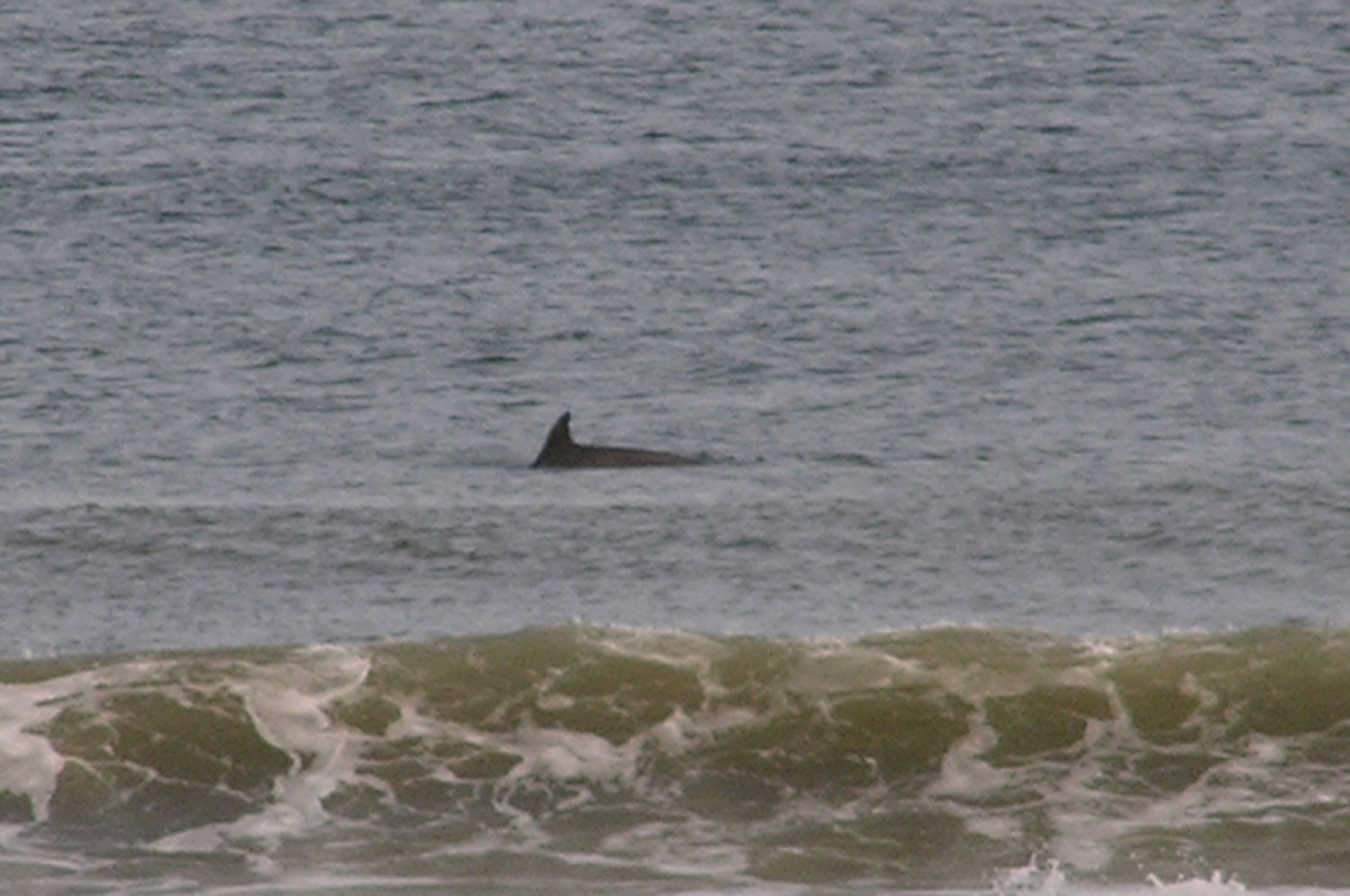 Ocean City -  New Jersey - Jersey Shore - Dolphins